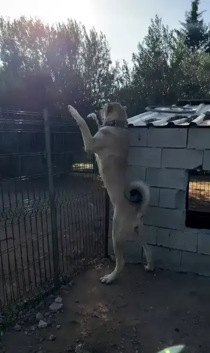 26 Günlük Yavruları Kulaklarını Kesip 40 Bin Liraya Satıyorlar 6